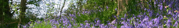 Bluebells: Falls of Clyde